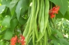 Runner Beans ~ Firestorm (Late May)